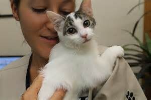 veterinary-technicians-career-3290349